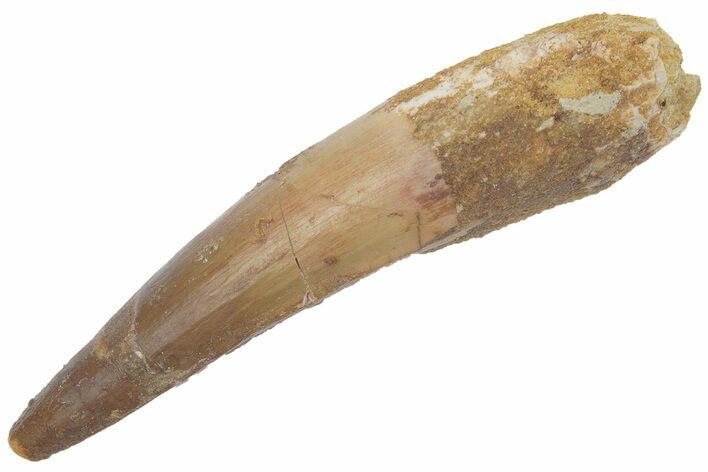 Fossil Spinosaurus Tooth - Real Dinosaur Tooth #222546